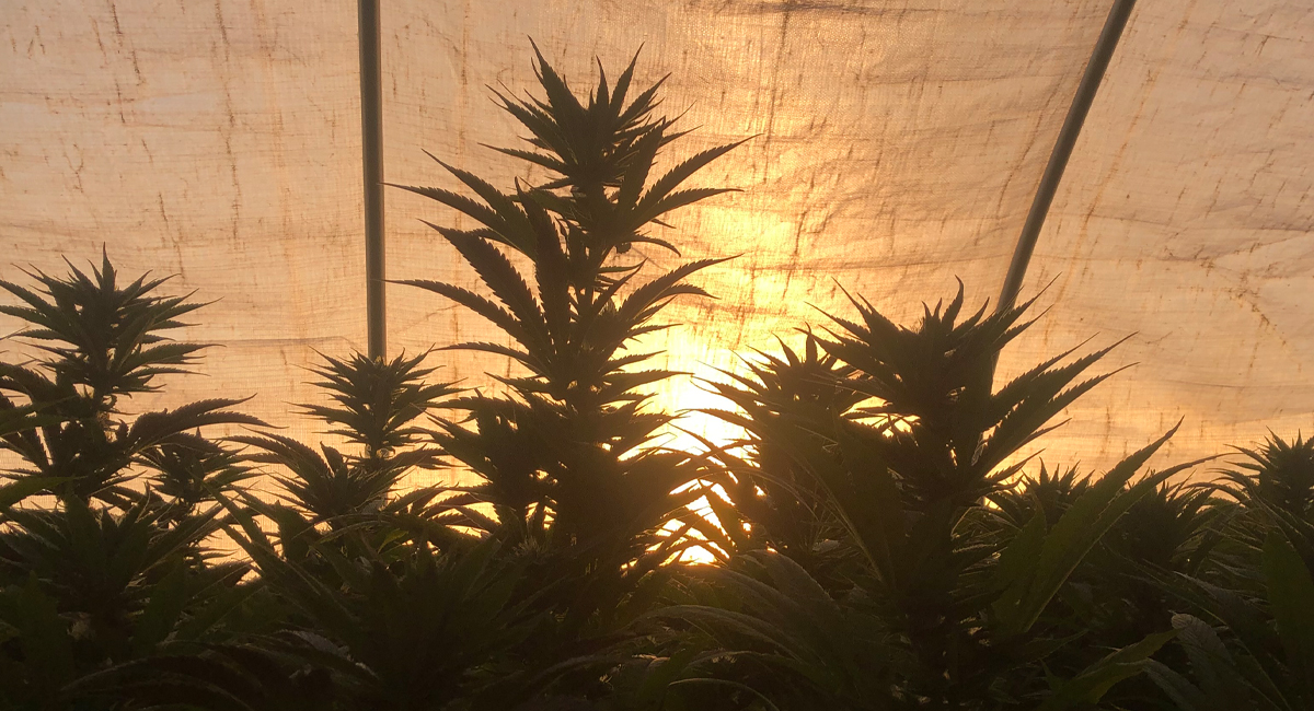 The History and Future of Cannabis in Humboldt