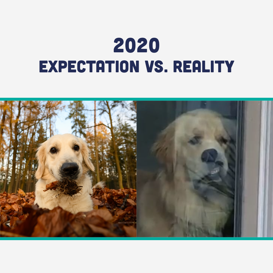 2020 expectations vs reality funny memedog
