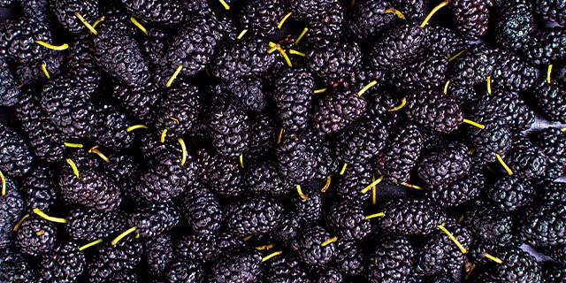 Mulberry