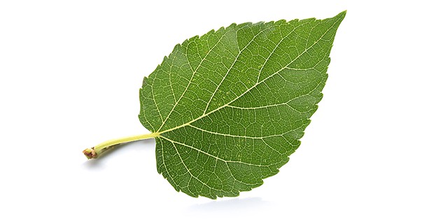 mulberry fruit benefits