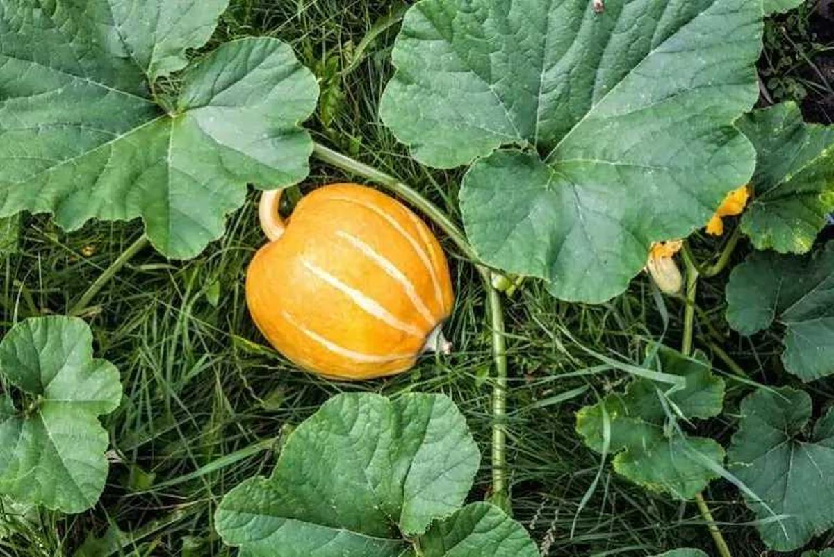 immunity boosting foods for adults