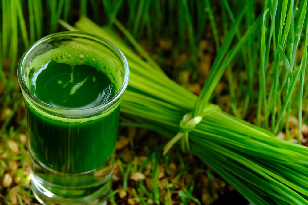 immune boosting diet plan