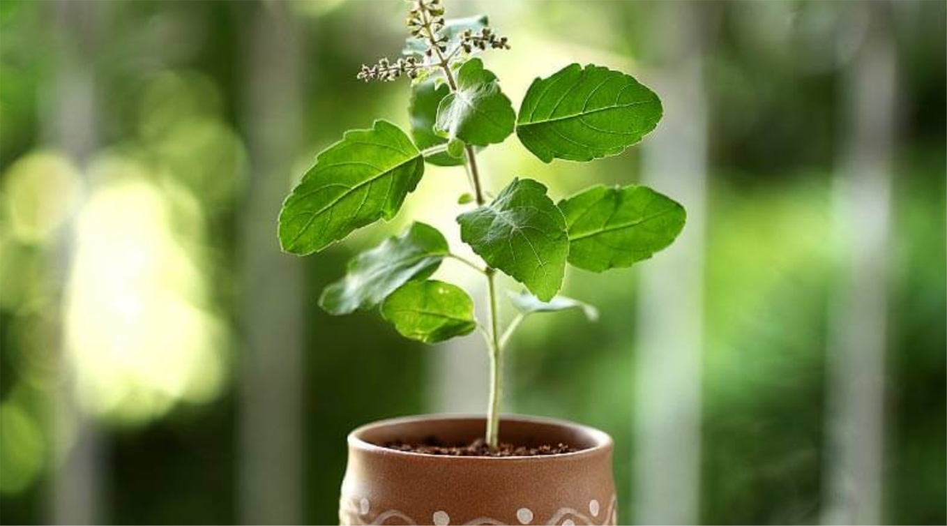 immunity boosting foods for covid