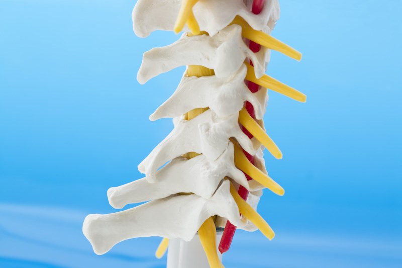 bones of the neck showing the nerves