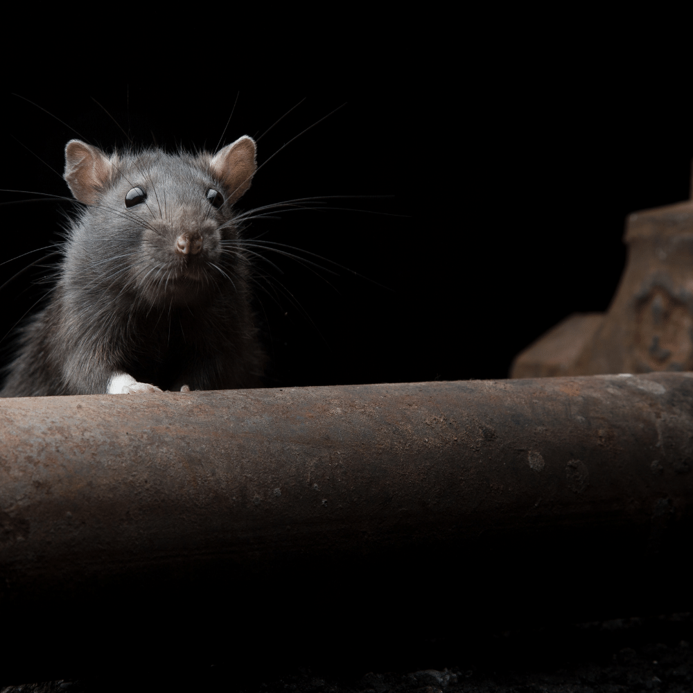 Diseases that Rats and Rodents Hold