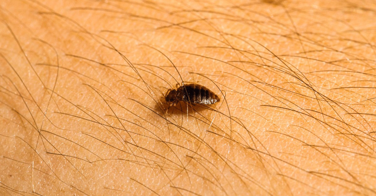 7 Interesting Facts On Bed Bugs