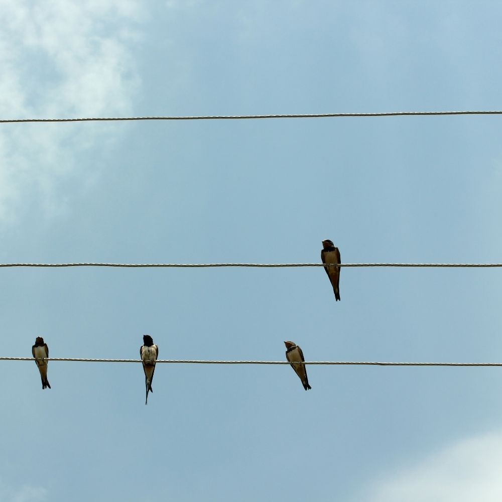 Identifying Birds in Las Vegas