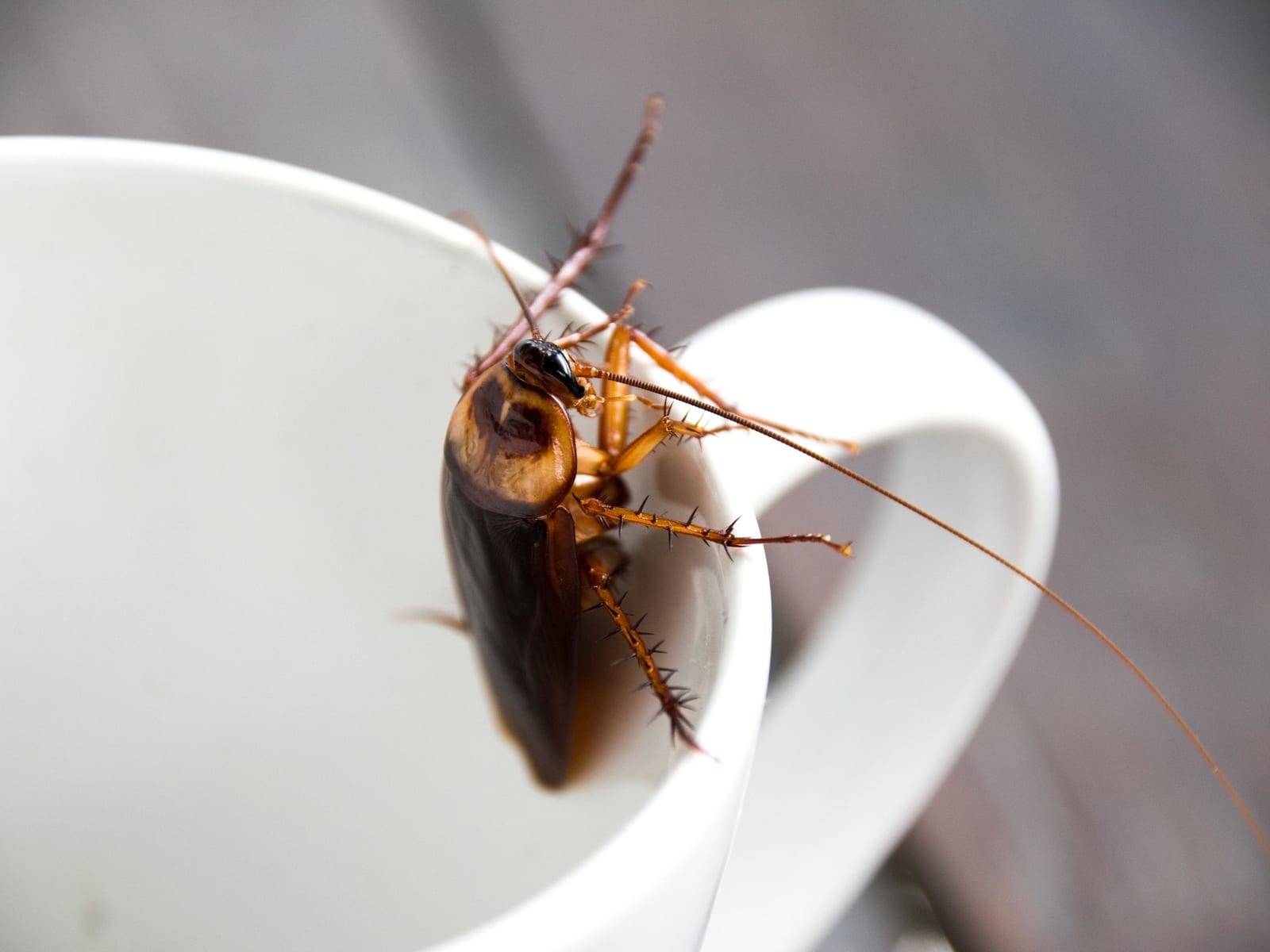 Fortified Pest Management Las Vegas Pest Control