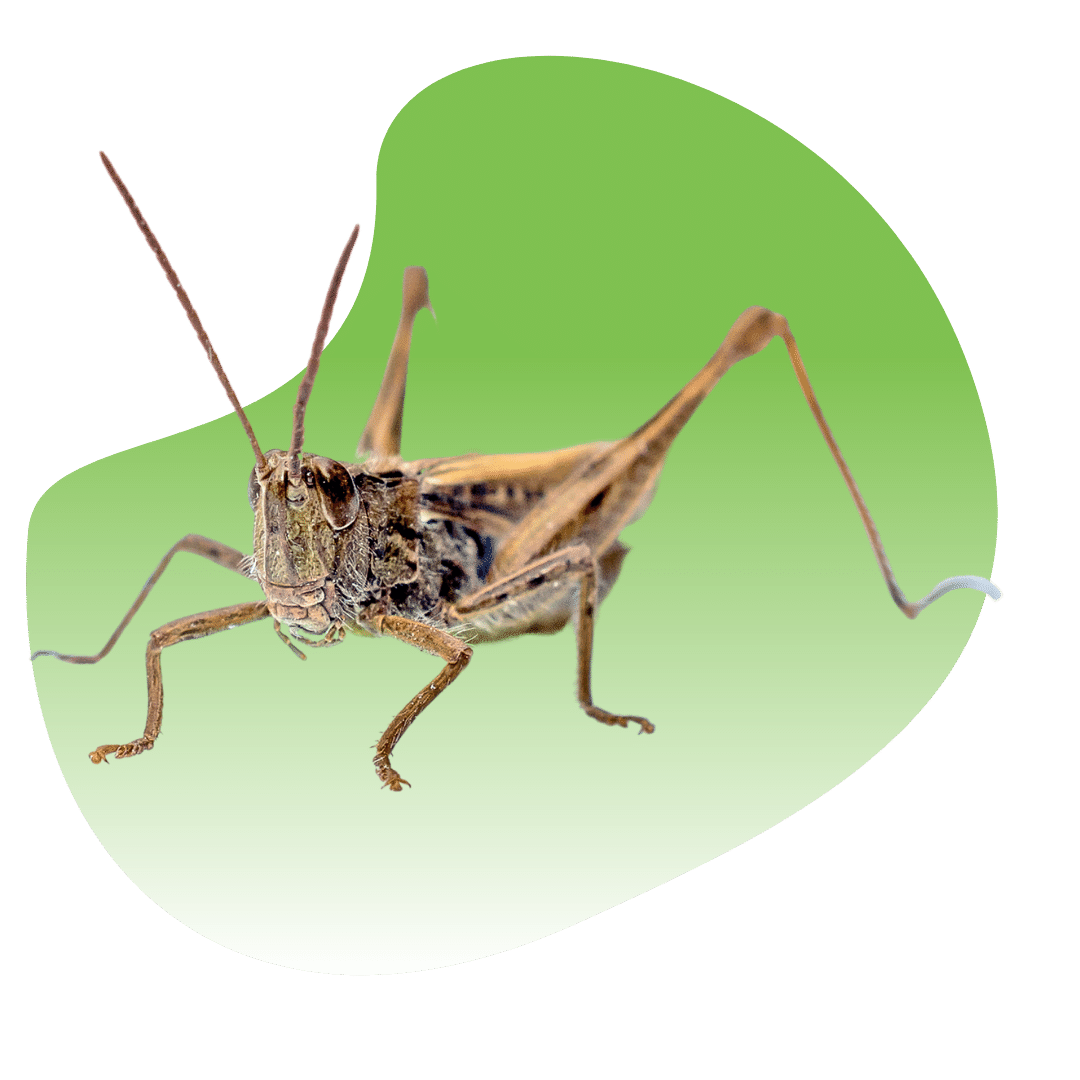 Fortified Pest Management I Las Vegas Exterminator