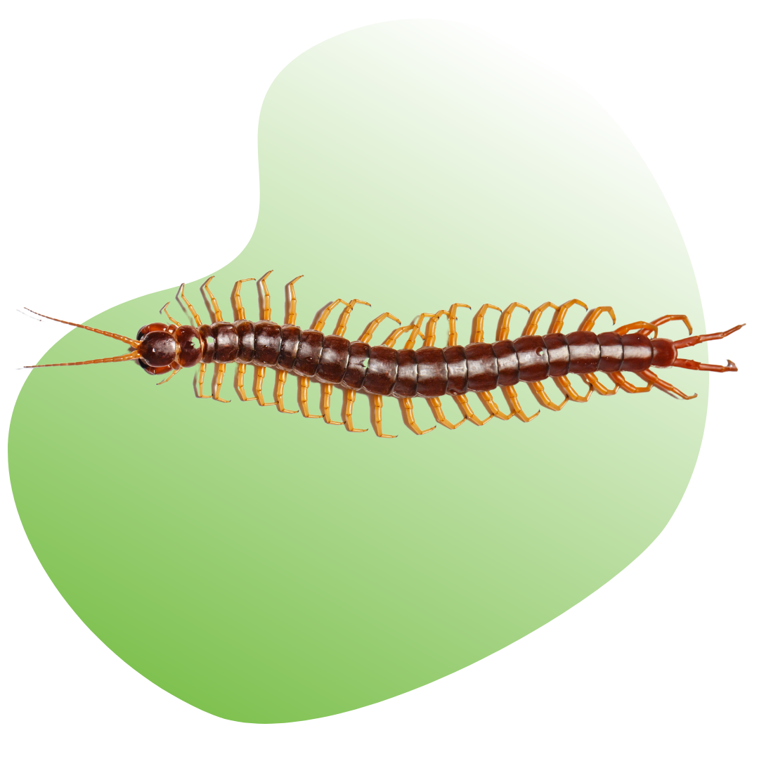 Common Las Vegas Pests I Pest Control & Removal