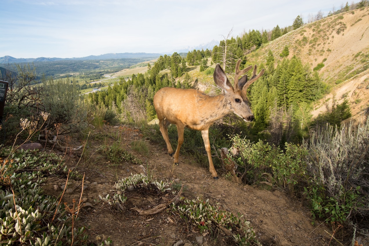 a mule deer walking in a heavily forested mountain range near grand teton