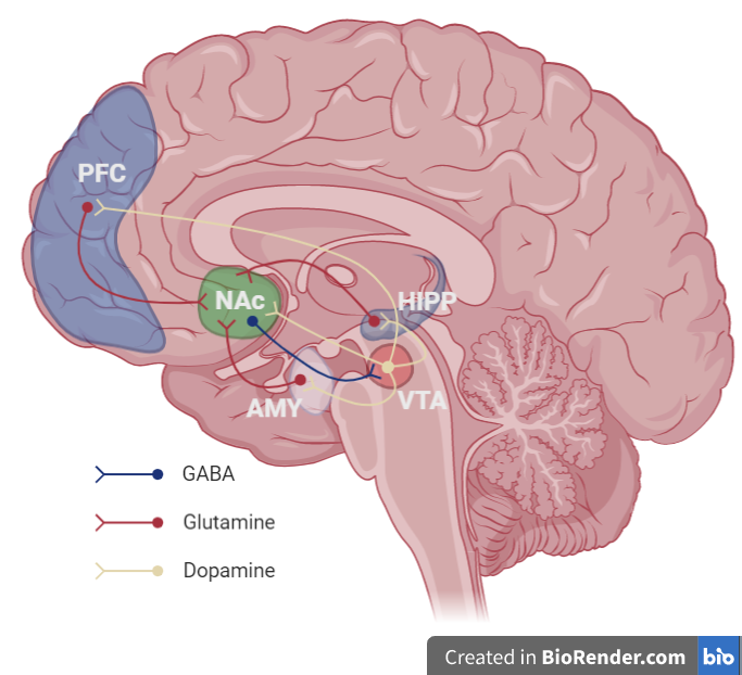 The midbrain's reward system that is responsible for motivation and rewards.