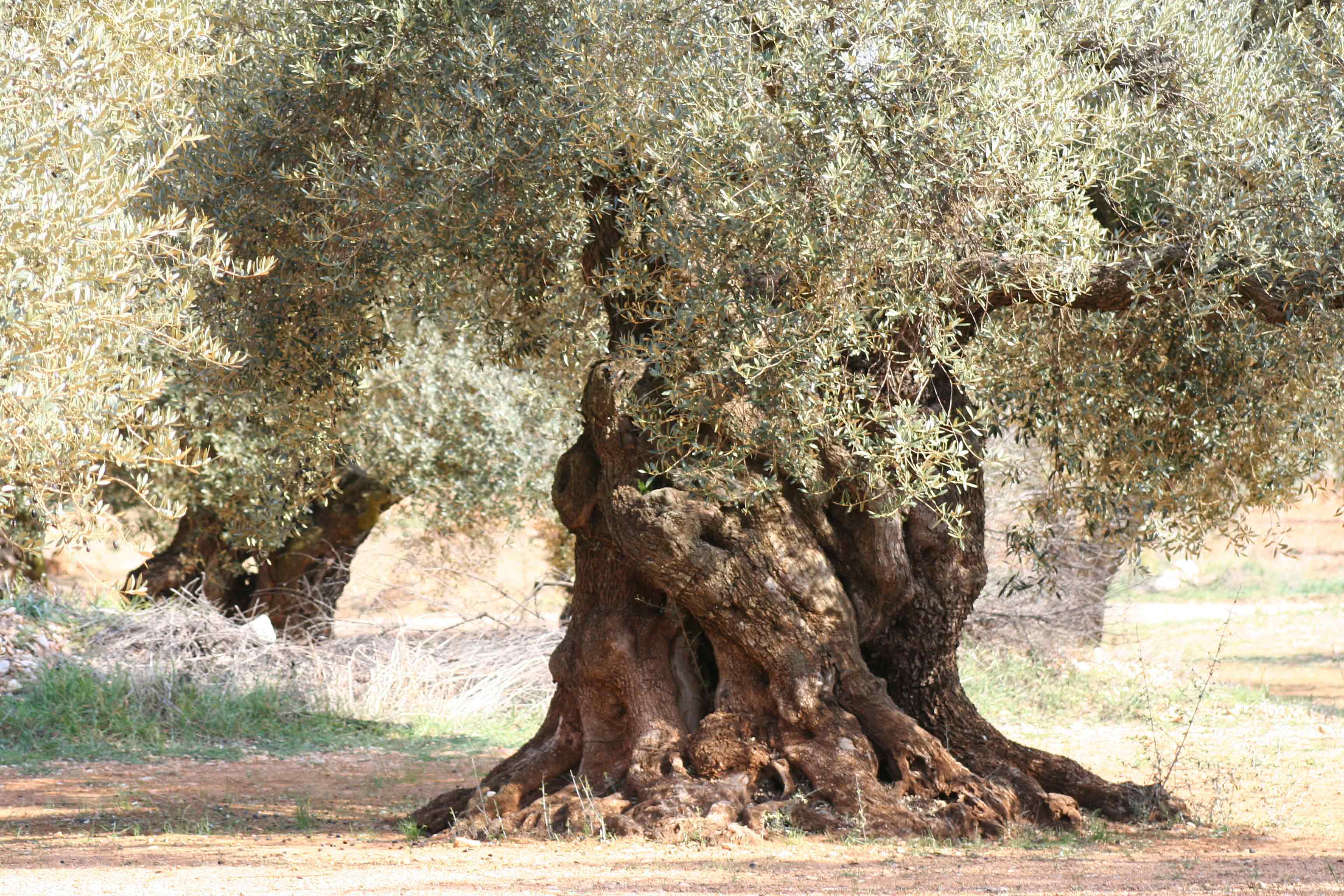 Aceite de olivo milenario