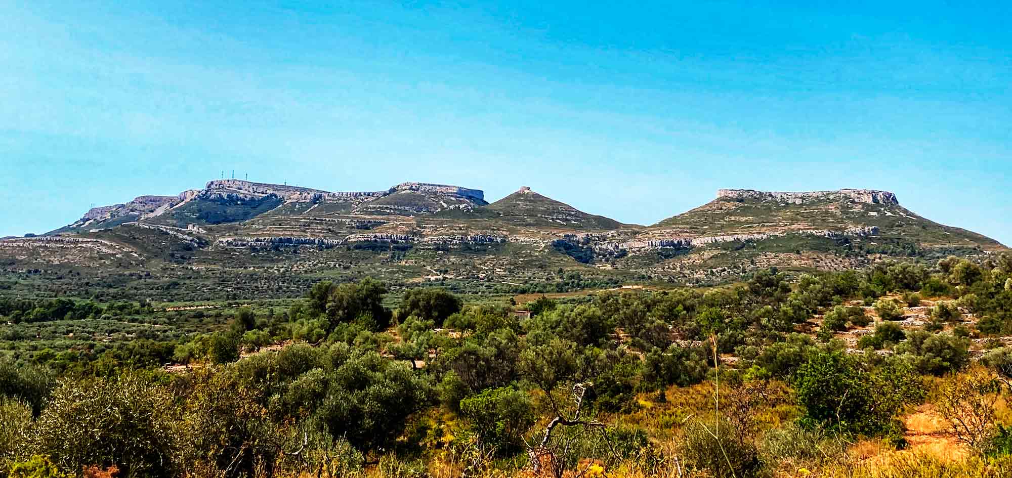 olivos milenarios