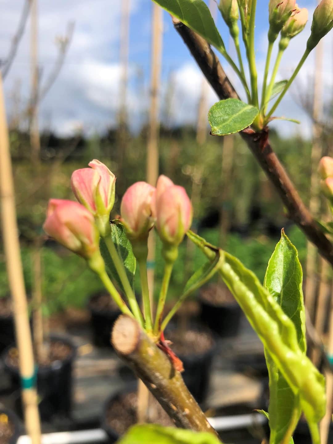 Starlite® Flowering Crabapple Buy Online, Pickup at Nursery