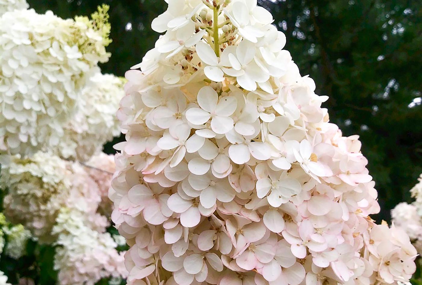 10 Beautiful and Compact Landscaping Trees for Small Spaces | Garden ...