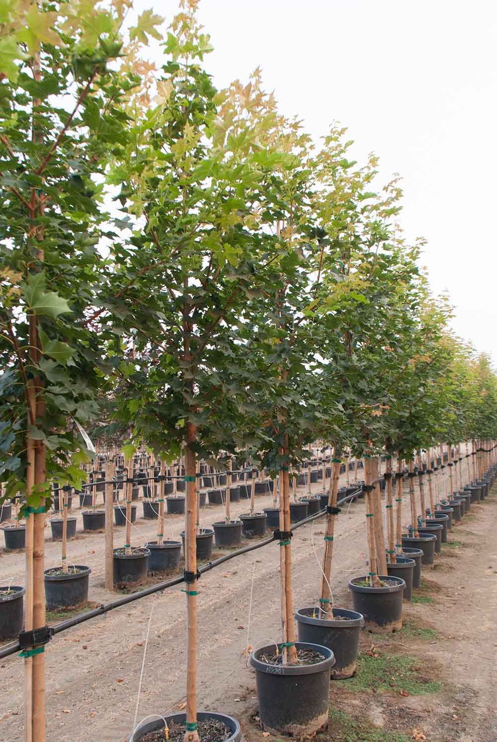 Pacific Sunset Maple Trees at Garden Gate Nursery.