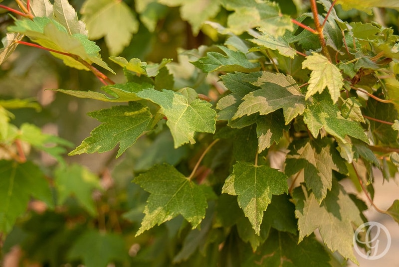 Somerset Red Maple Tree | Garden Gate Nursery
