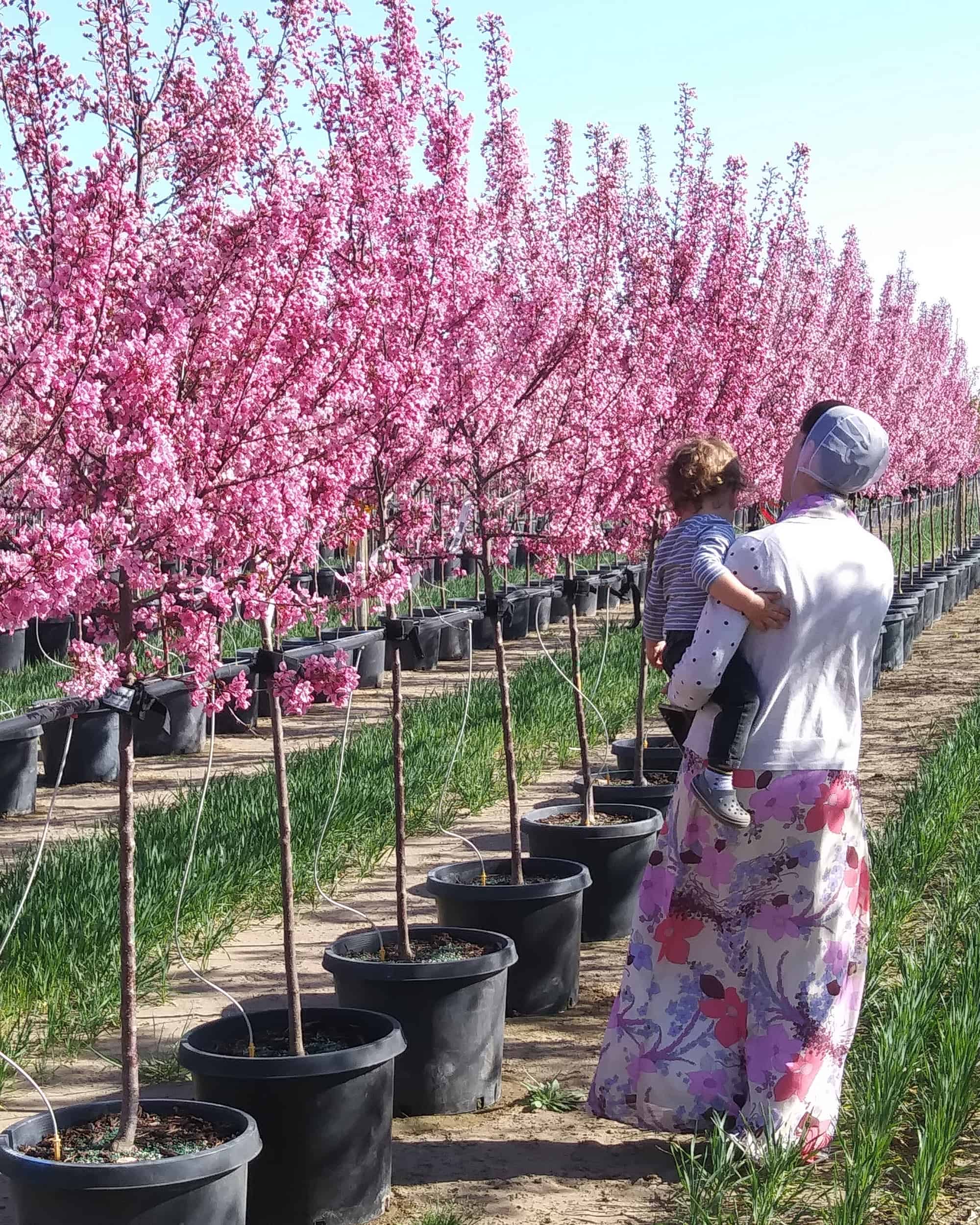 zone 3 crabapple trees