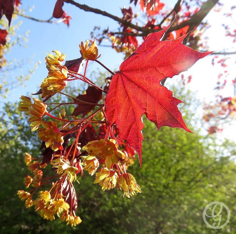 Royal Red Maple Tree Garden Gate Nursery