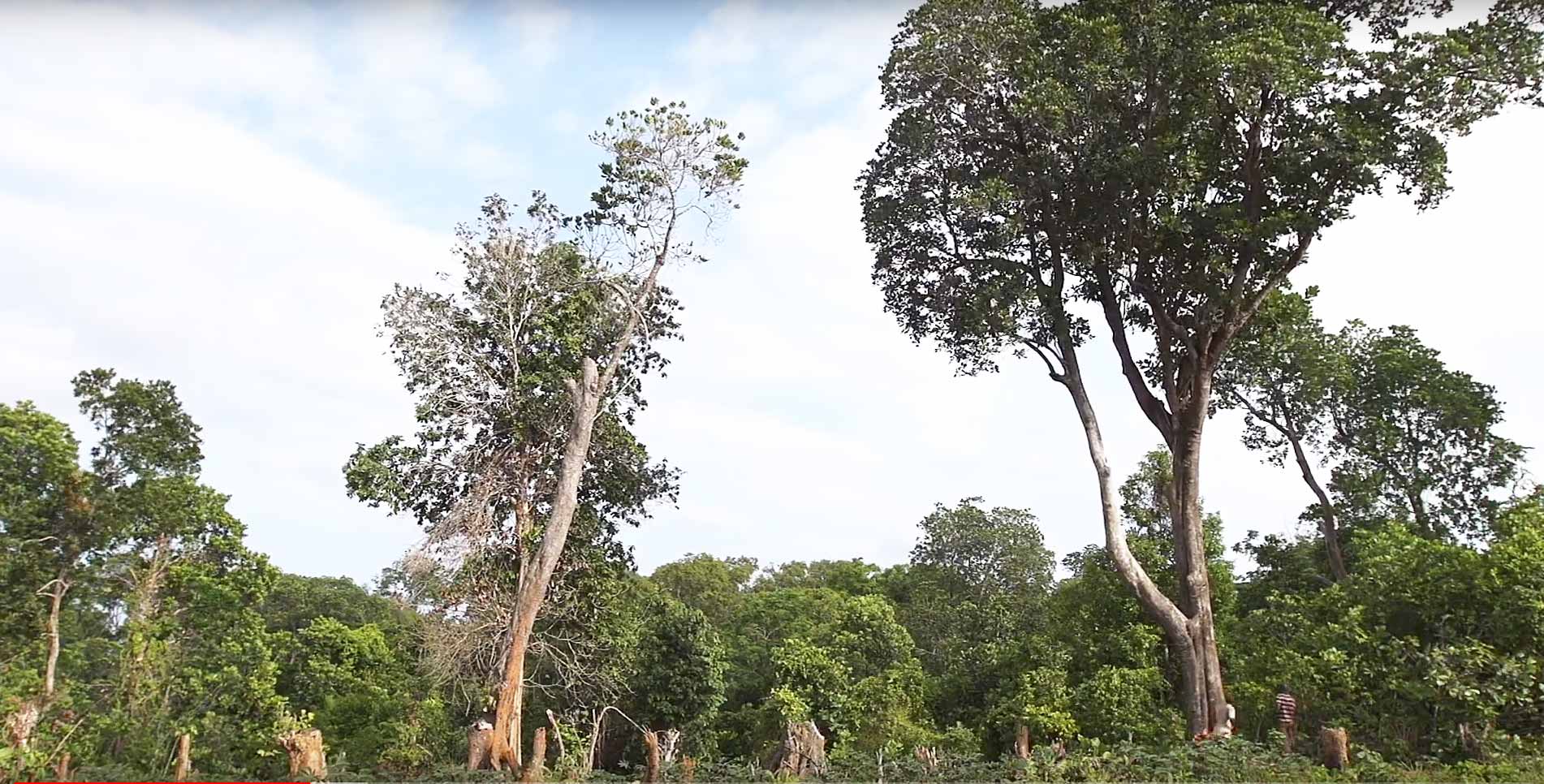 Cut Trees on Kokota Island