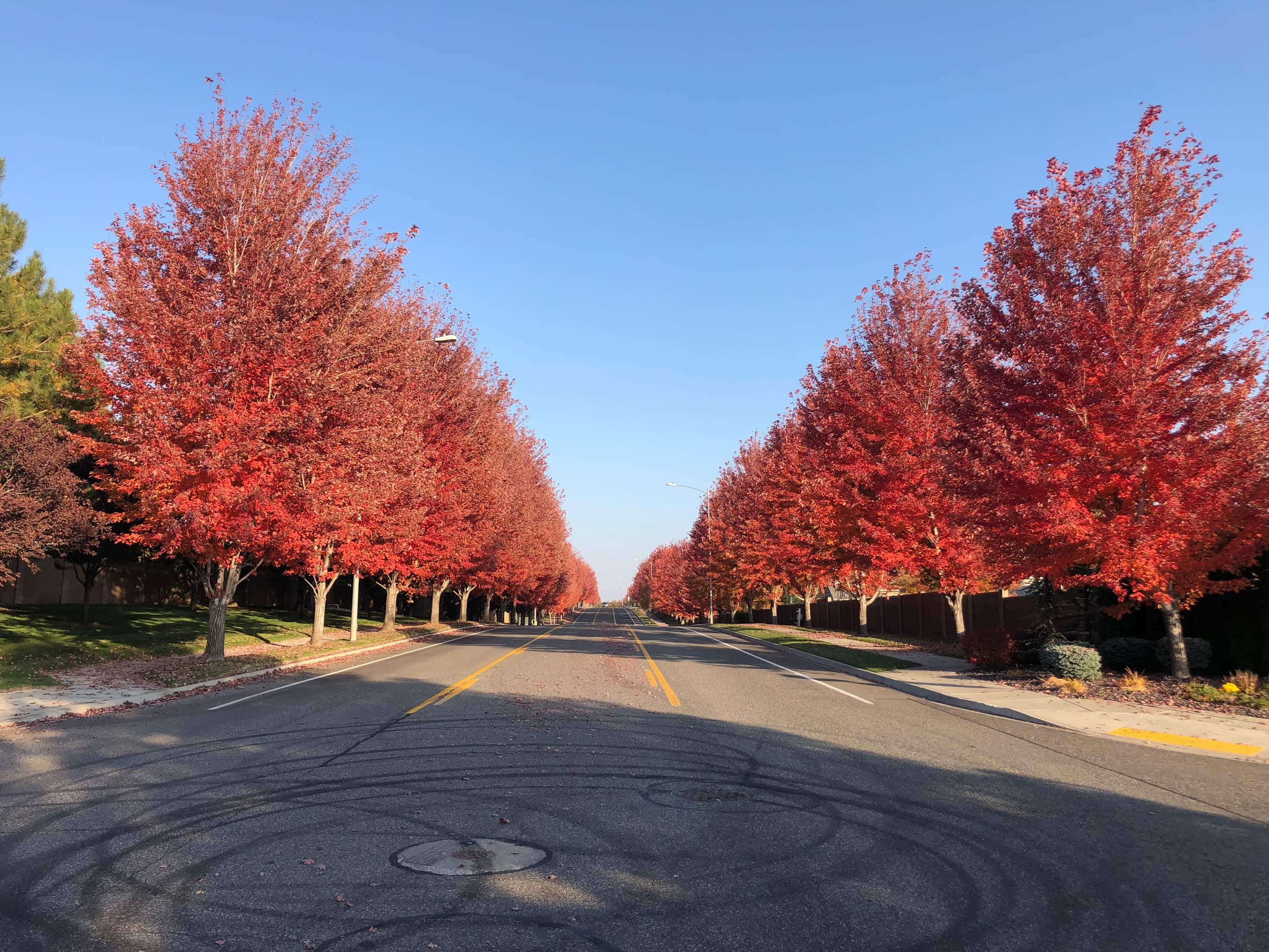 Urban Sunset Maple Tree | Buy Online, Pickup at Nursery