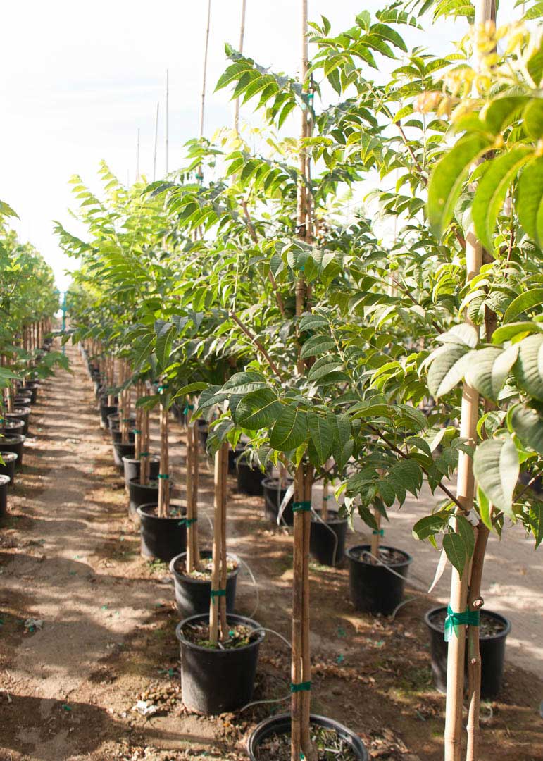 Rows of #7 sized Frontier Elm trees at Garden Gate in Pasco WA.
