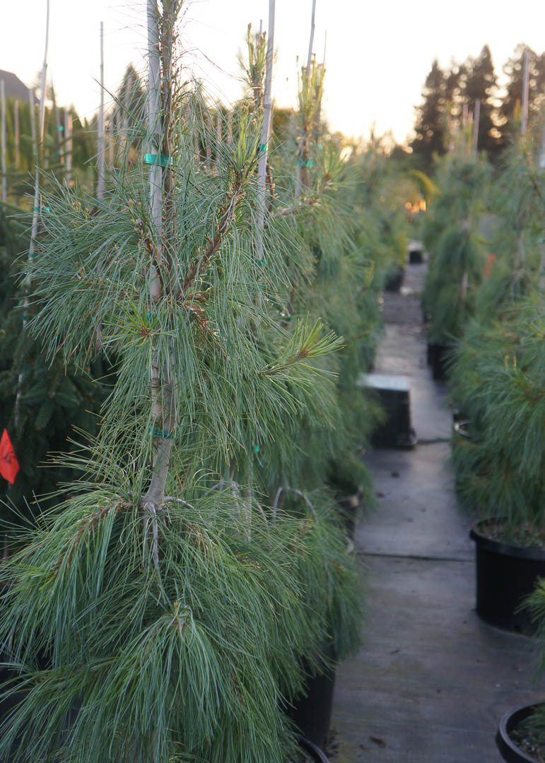 Weeping White Pine Tree Garden Gate Nursery