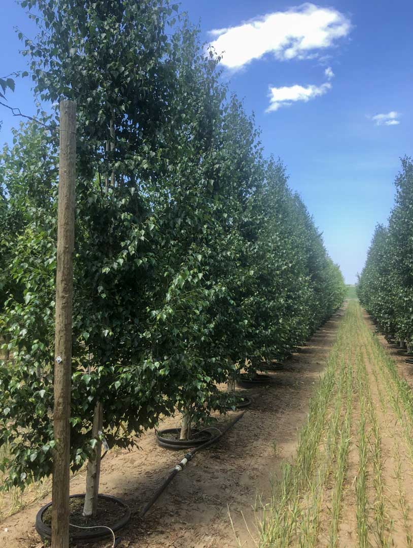 Picture of a row of Pinnacle Birch trees at Garden Gate.