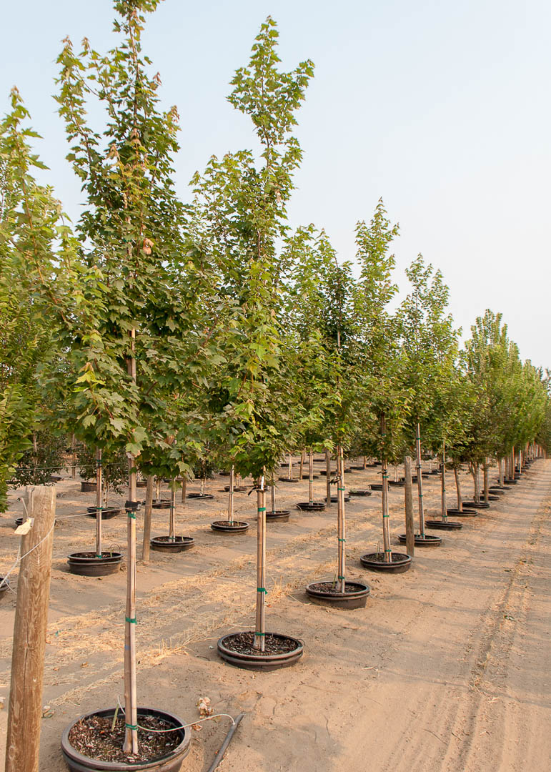 Somerset Maple Trees at Garden Gate