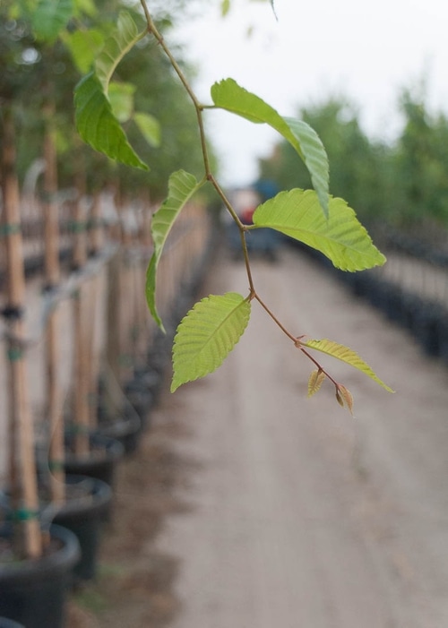 Wireless® Zelkova Tree Buy Online, Pickup at Nursery