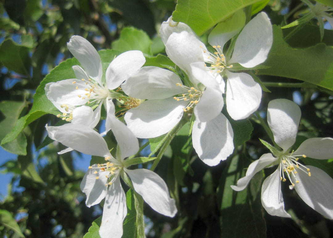 Spring Snow Flowering Crabapple Tree Buy Online Pickup At Nursery