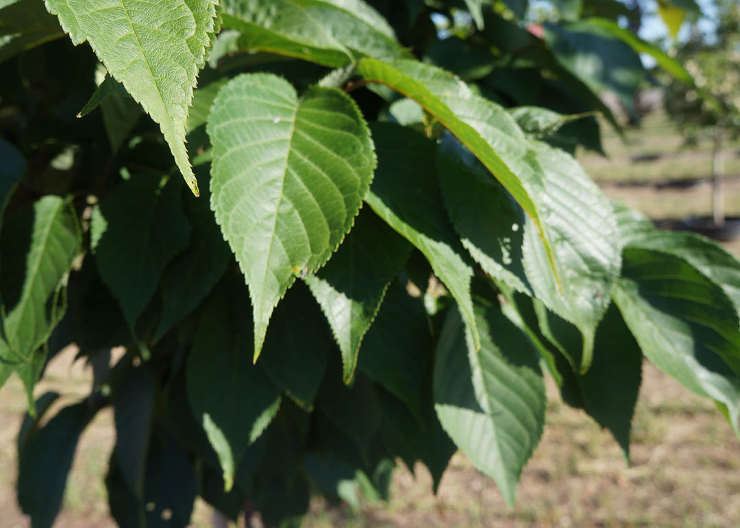 The Pink Flair Cherry Tree Is An Enchanting Delight Garden Gate Nursery