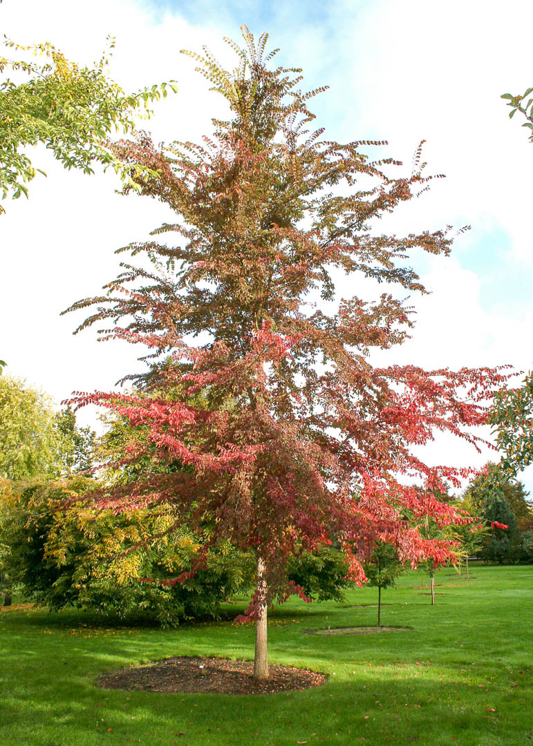 Frontier Elm Tree Garden Gate Nursery