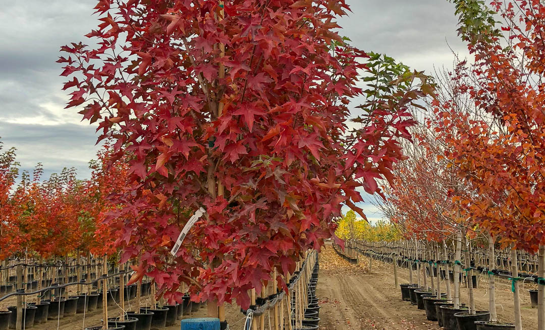 Urban Sunset Maple tree in Autumn.