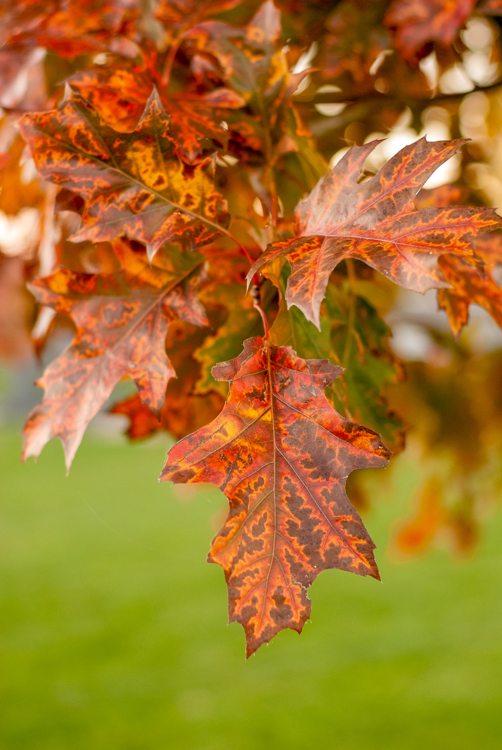 Red Oak Tree Leaves in the Autumn