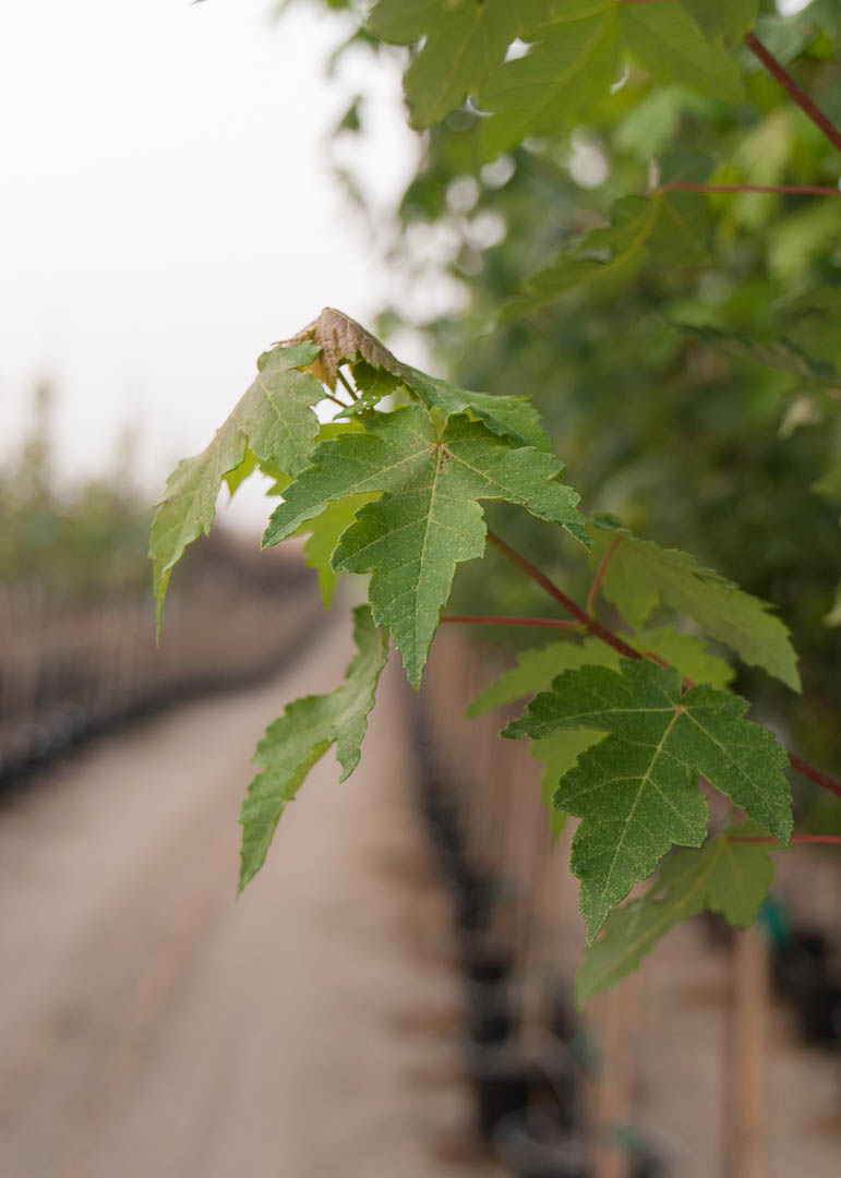 Redpointe Maple Leaves