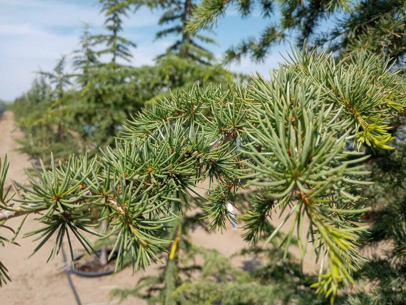 Season's Greetings from Everett at Garden Gate Nursery Garden Gate