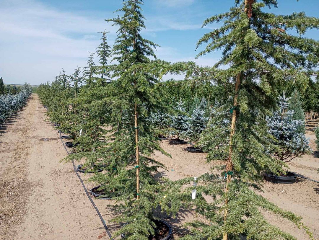 Garden Gate Nursery Wholesale Nursery in Washington