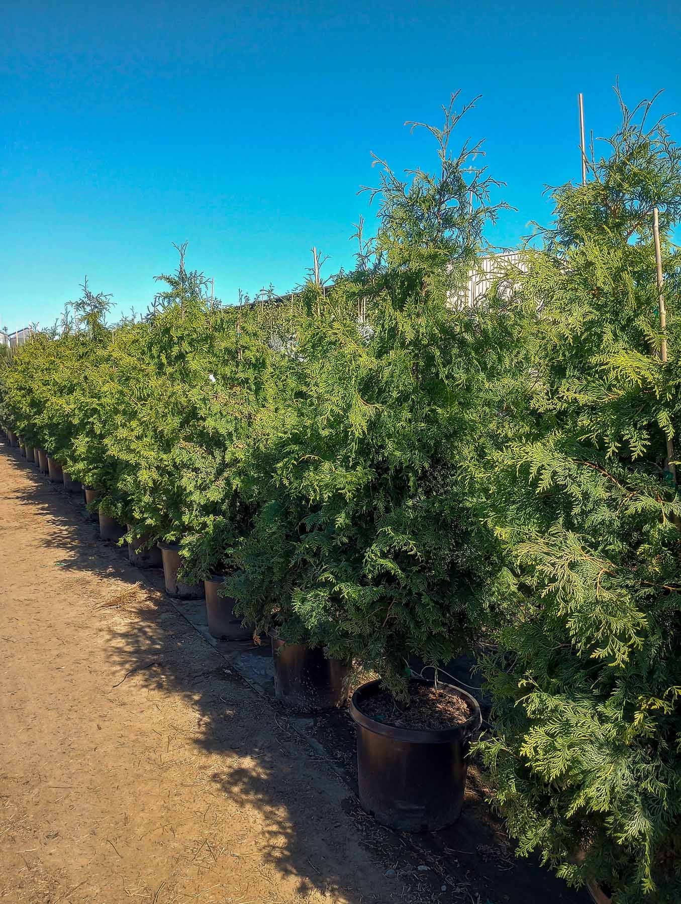 Virginian Arborvitae at Garden Gate Nursery in Pasco WA