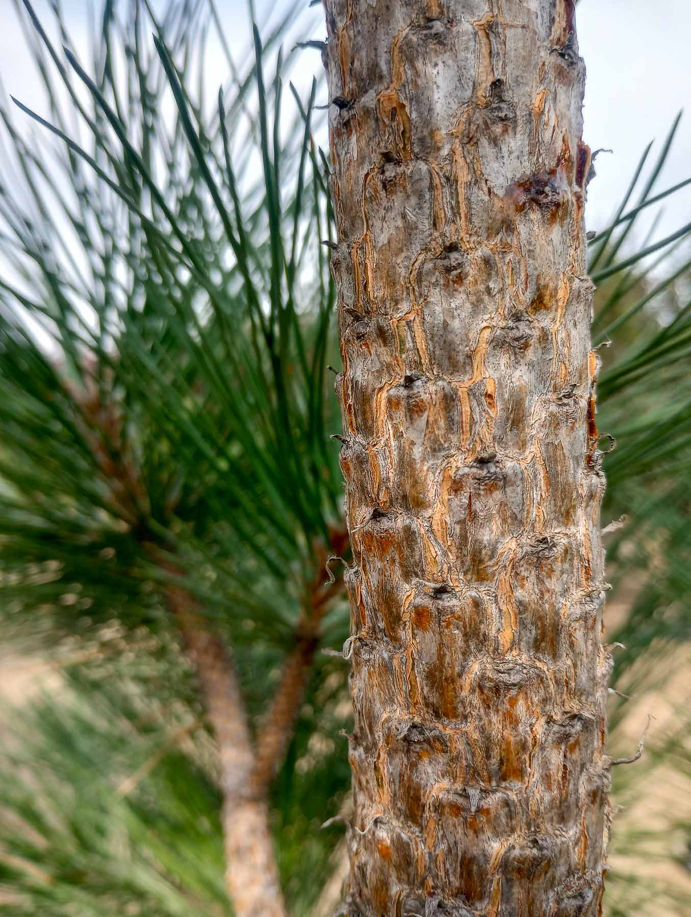 Puzzle Bark on young Ponderosa Pine