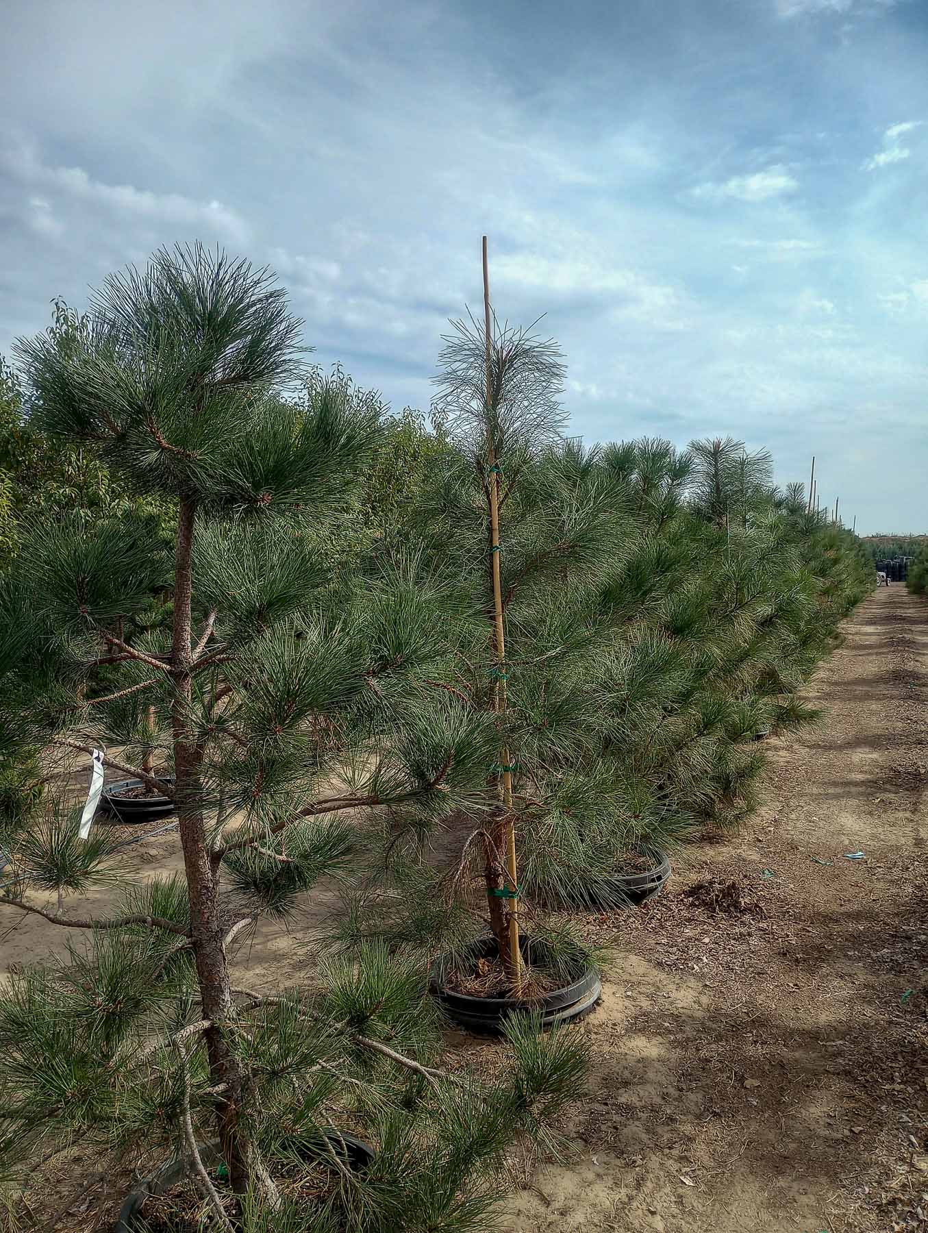 Ponderosa Pine Trees at Garden Gate Nursery in Pasco WA