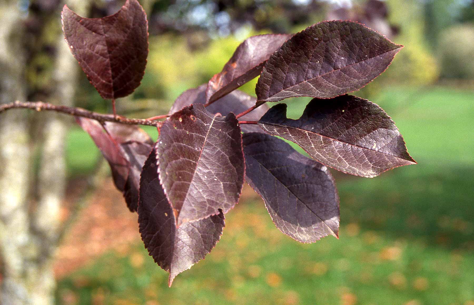 Chokecherry leaves in summer