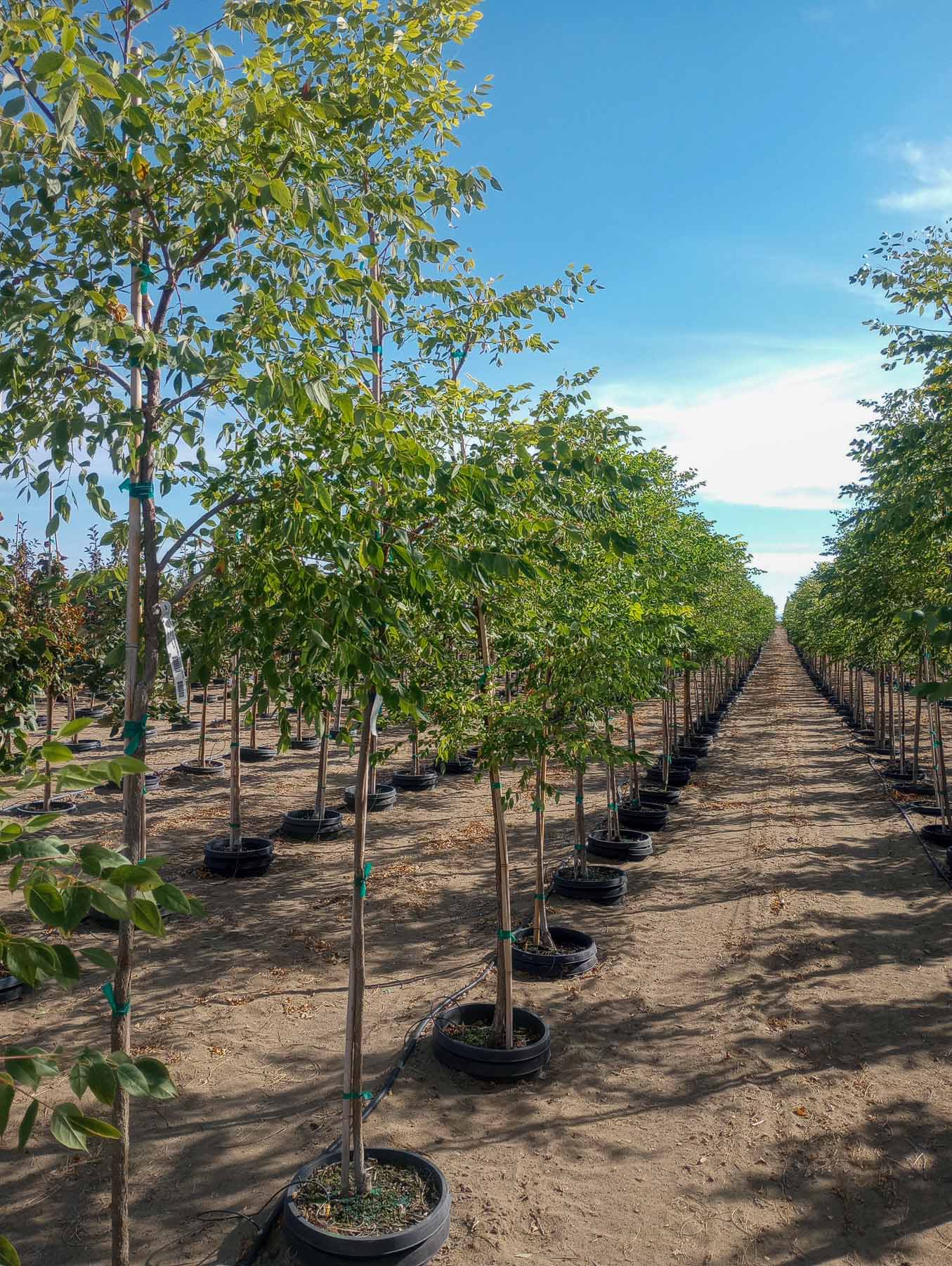Espresso Kentucky Coffee trees at Garden Gate Nursery