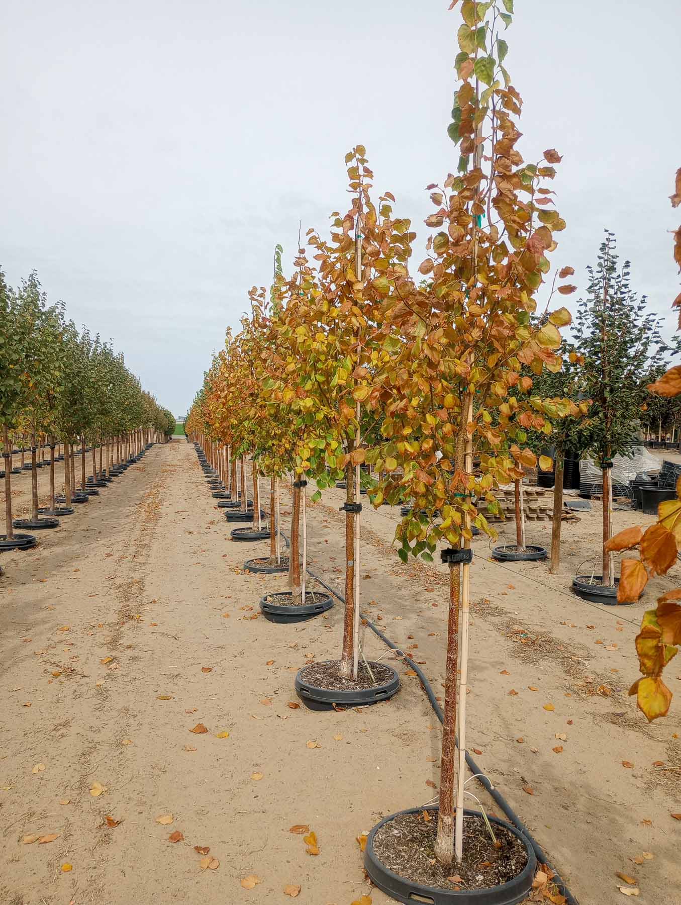 Harvest Gold Linden Trees at Garden Gate Nursery in Pasco WA during October fall