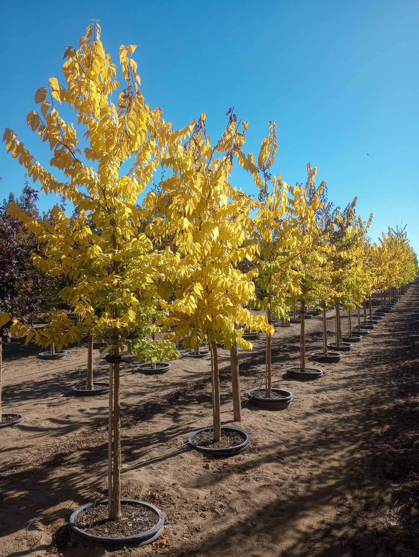 Hackberry Trees at Garden Gate Nursery during October fall color