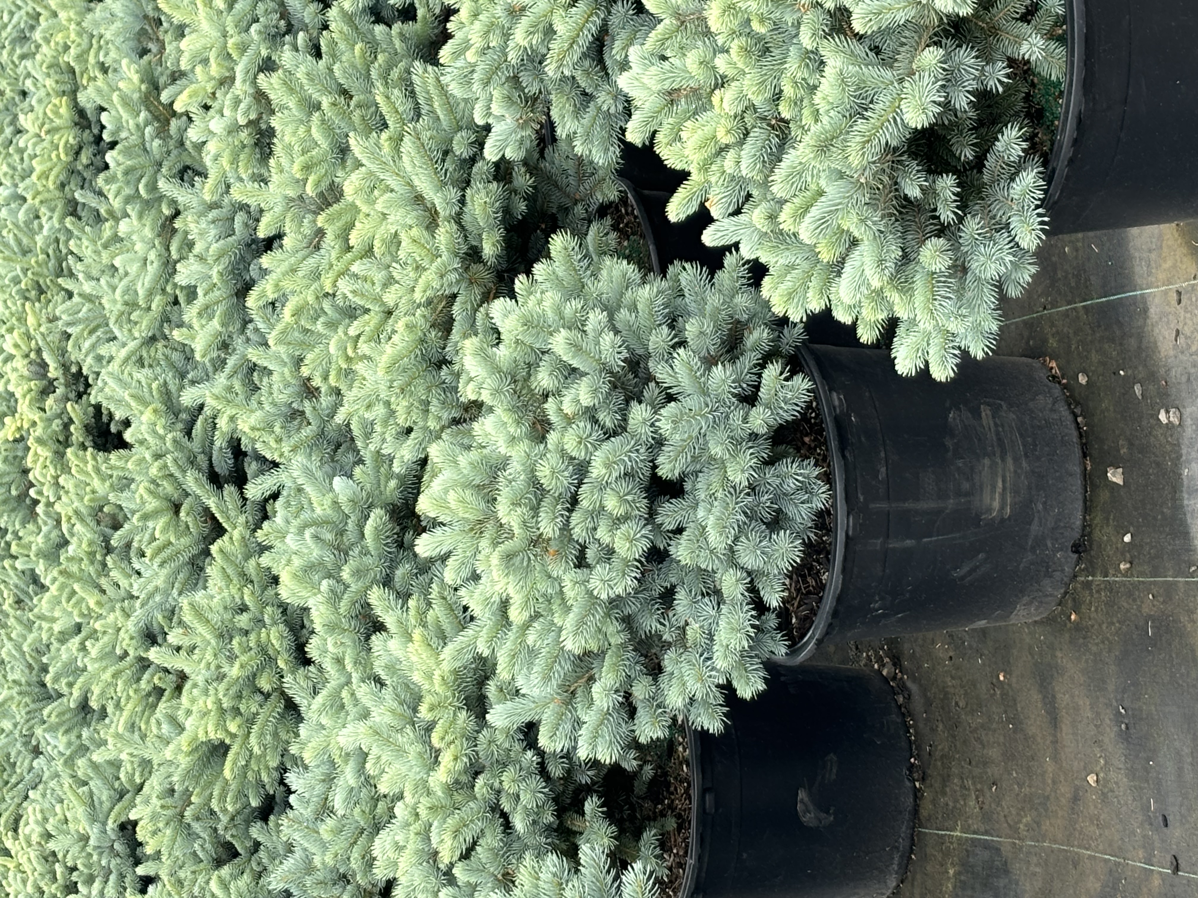 Globosa Spruce in #7 at Garden Gate Nursery