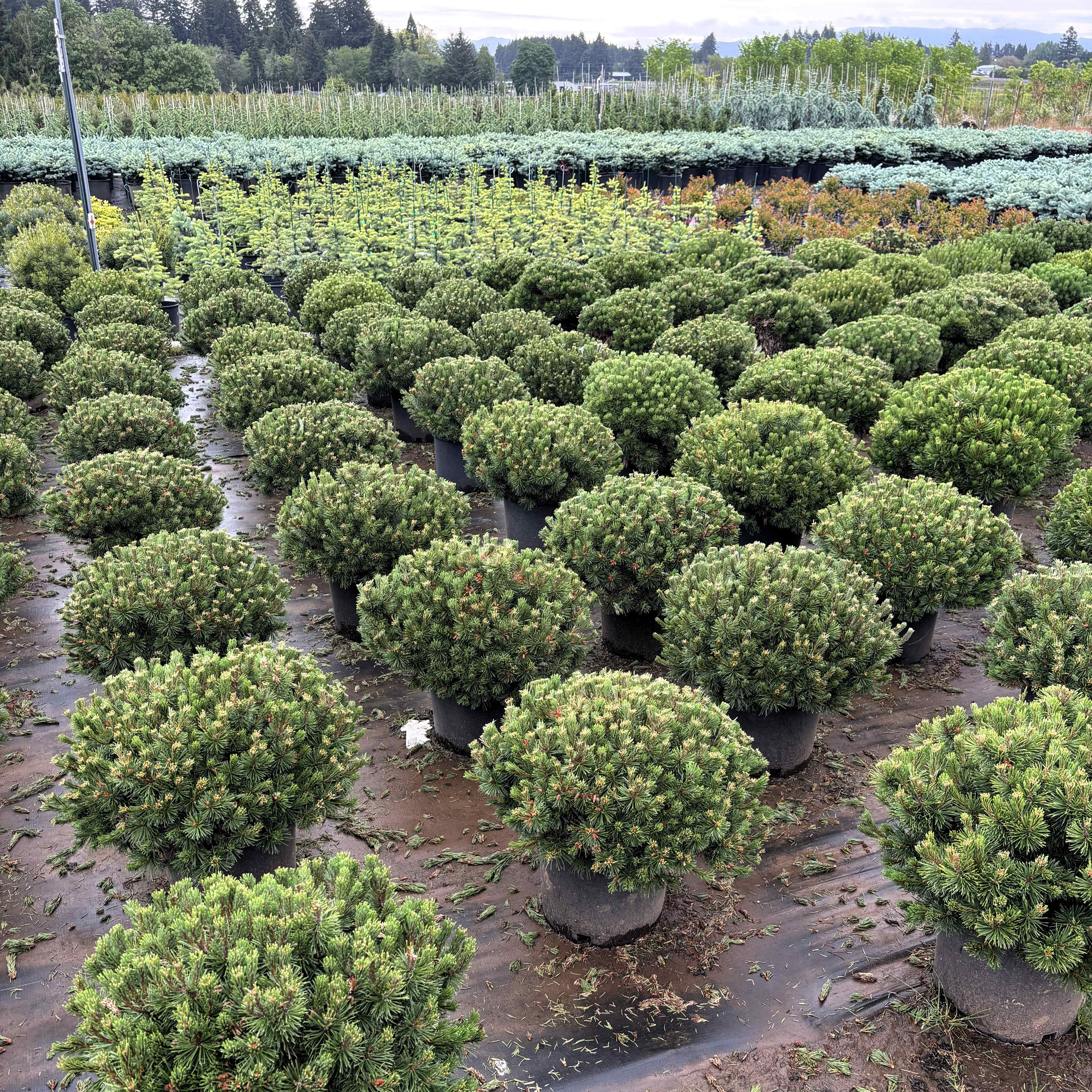 Slowmound Mugo Pine at Garden Gate Nursery
