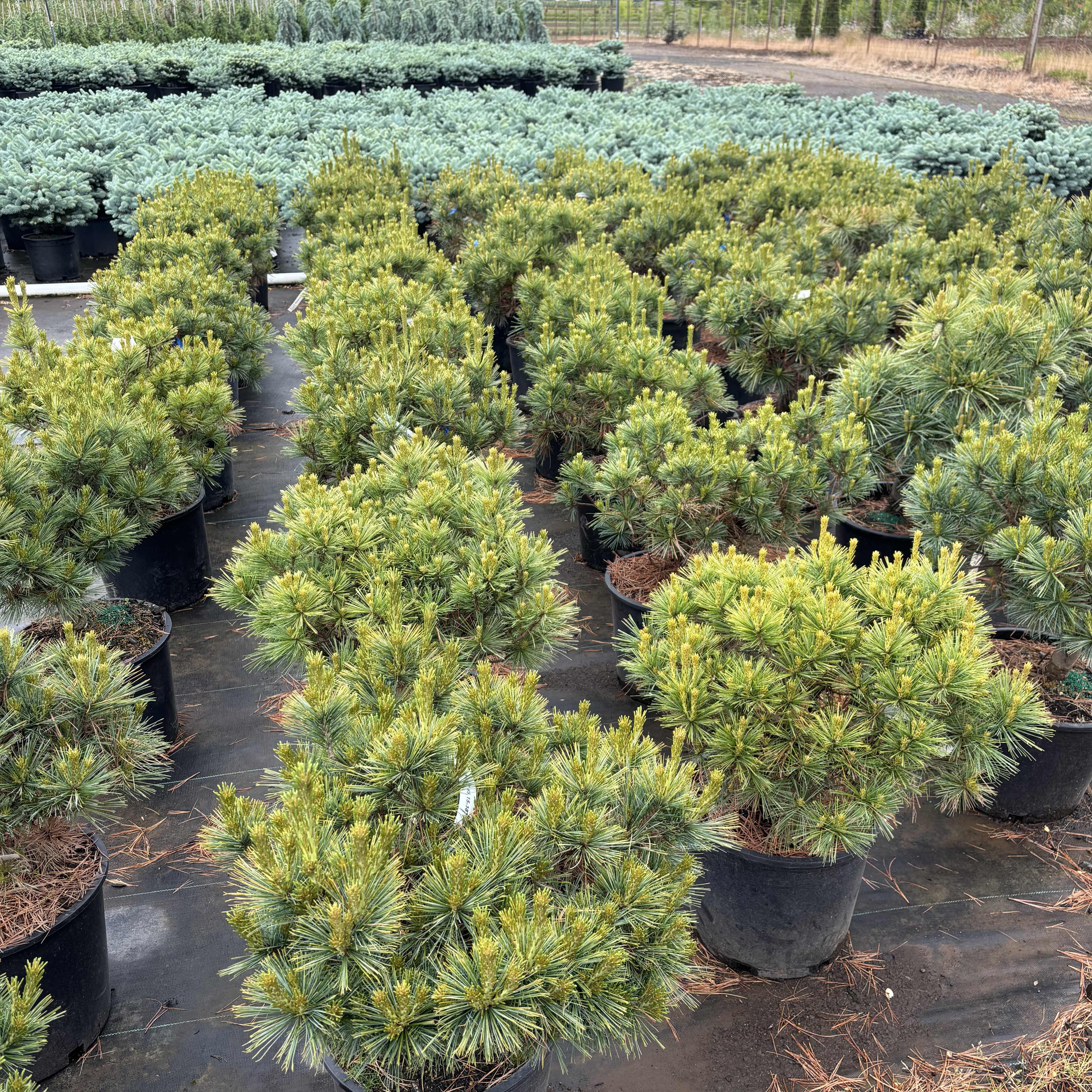 Blue Shag White Pine at Garden Gate Nursery