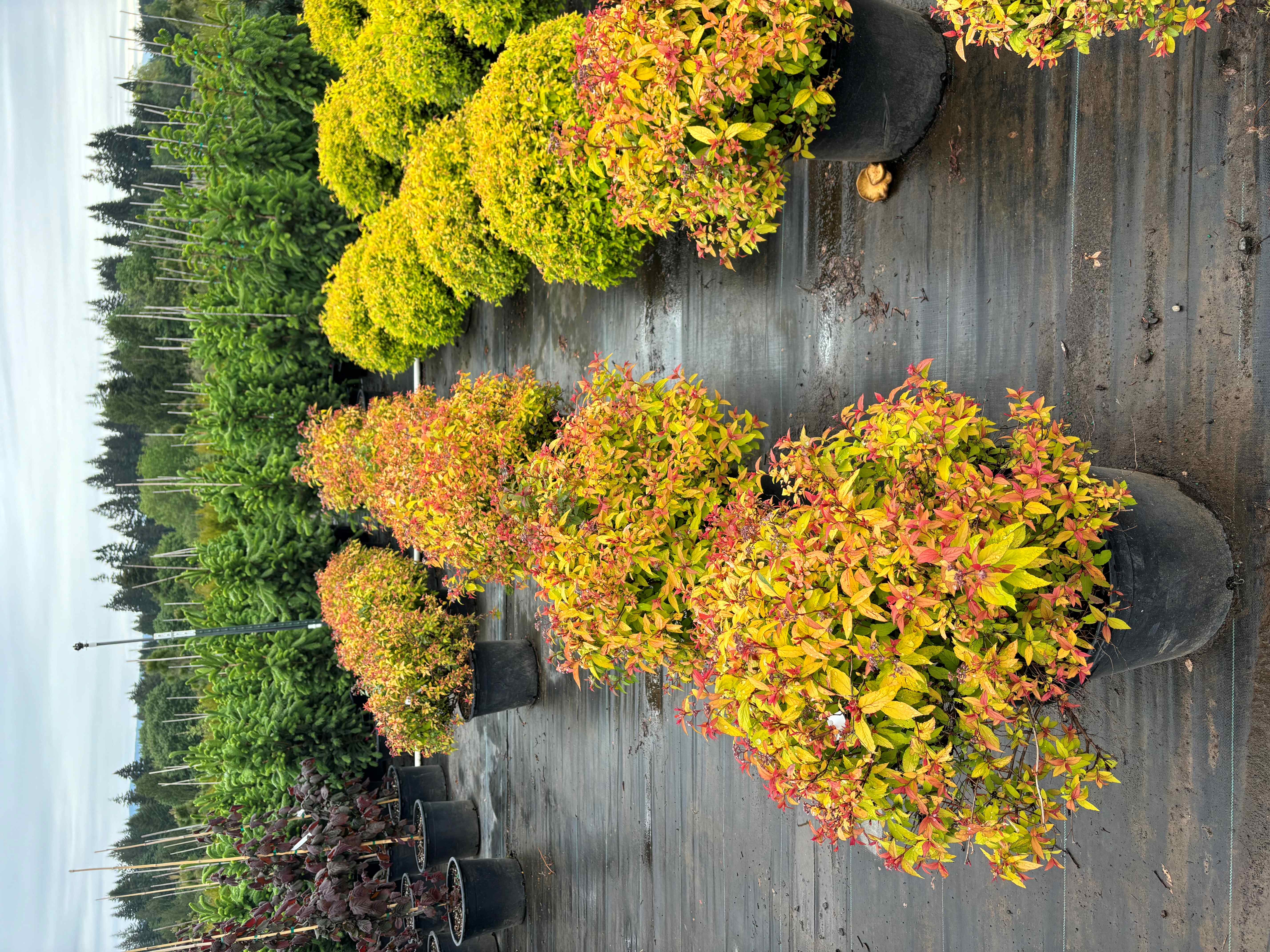 Goldflame Spirea